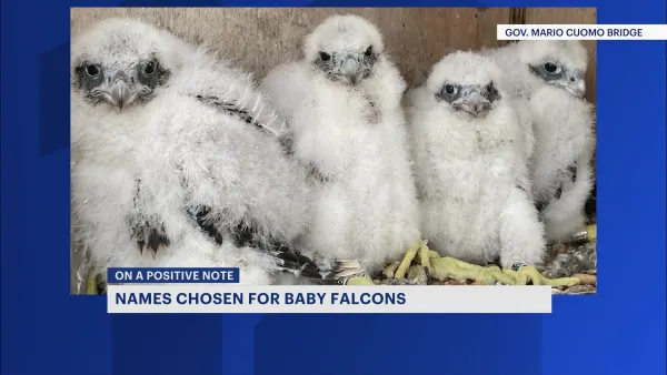 Four baby falcons living atop Gov. Mario M. Cuomo Bridge officially named
