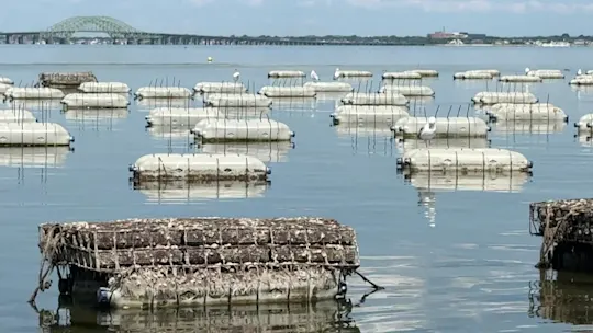 li5pmboljuliaoysters_2026-07-24-17-20-16
