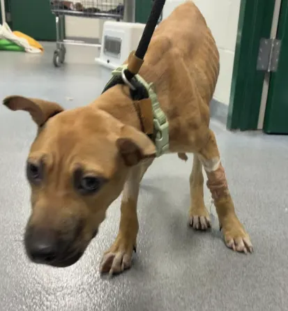 malnourished dog