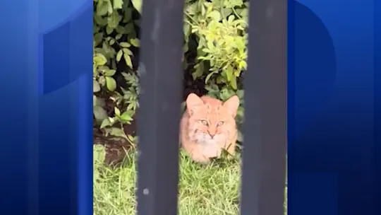 bobcat
