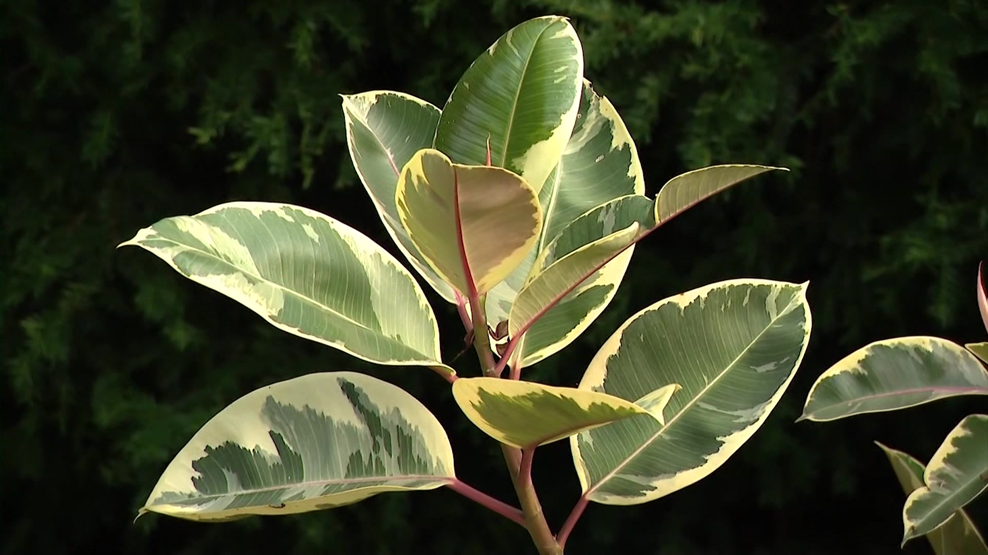 Garden Guide: How to bring in tropical plants for the winter without bugs