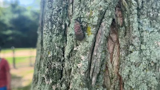 5PM LONG ISLAND_Lantern Flies_ajc_2026-08-31-17-11-40