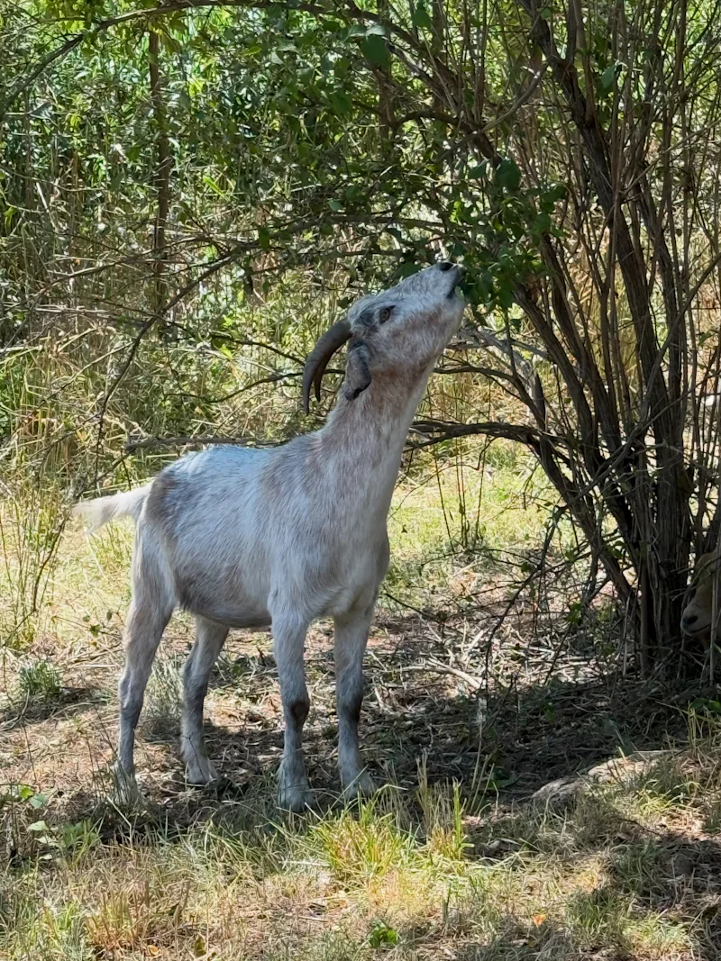 Goat.jpg