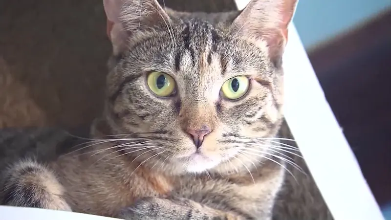 Story image: NYS bill would create regulations for pet boarding facilities, but support remains unclear