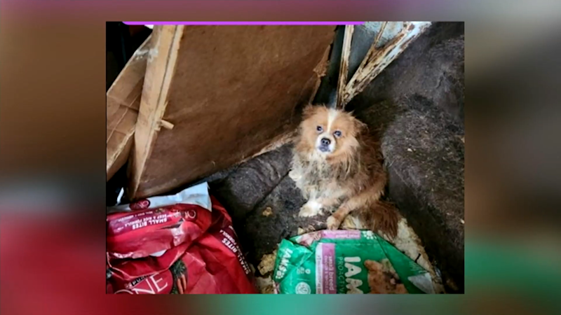 Story image: Univision 41 News Brief: Mujer es encontrada sin vida y rescatana a sus 80 perros