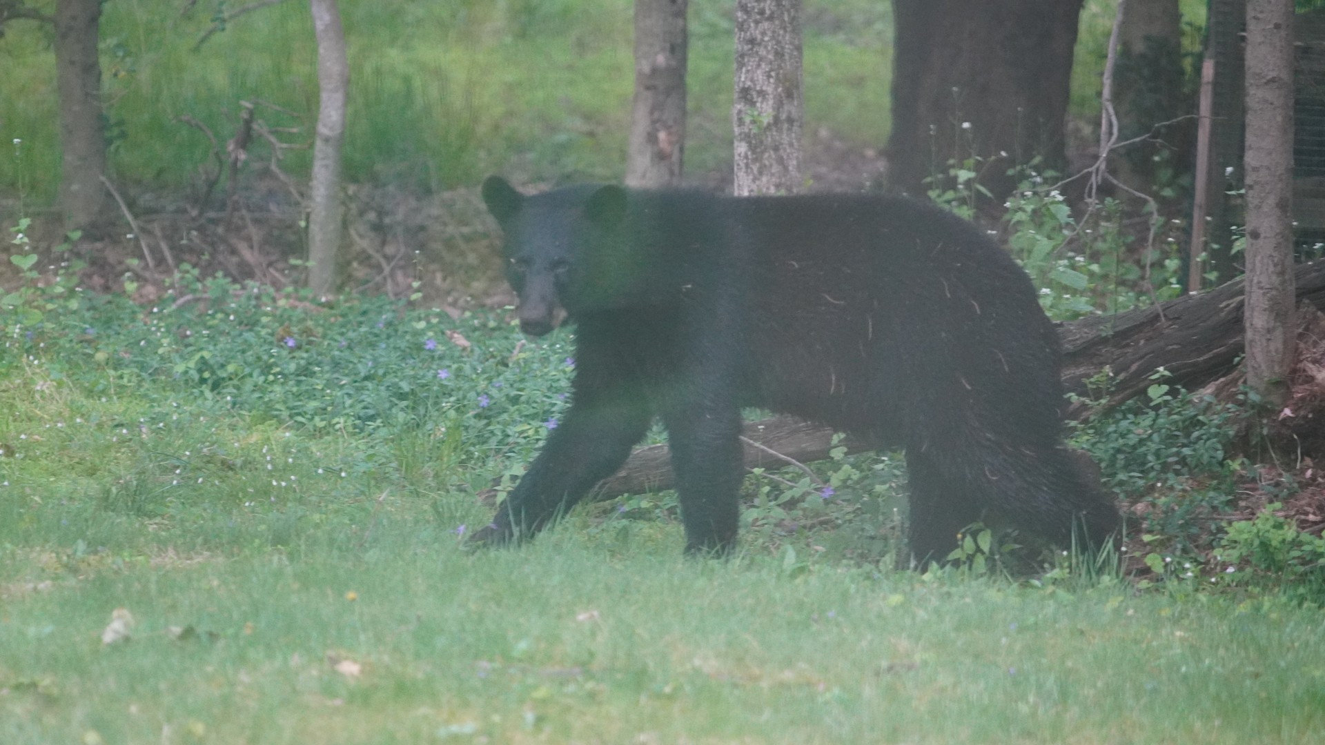 BLACK BEAR IN SADDLE RIVER 