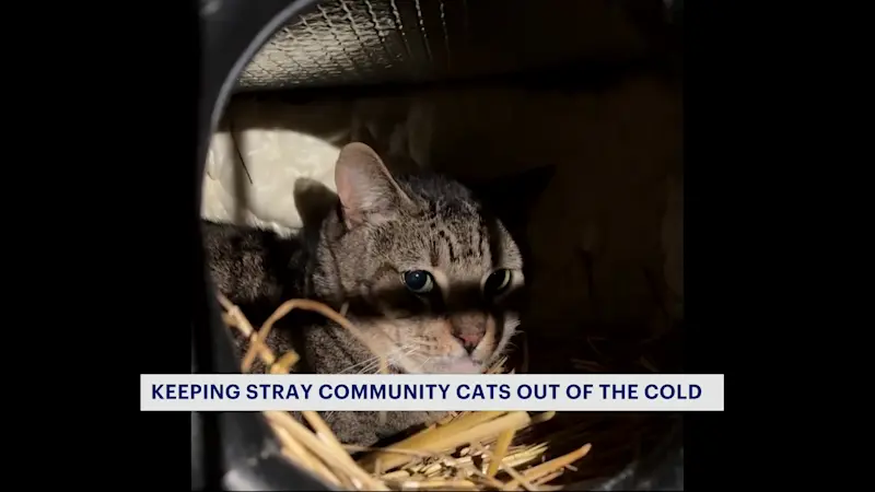 Story image: Nonprofit gives tips on keeping neighborhood cats warm