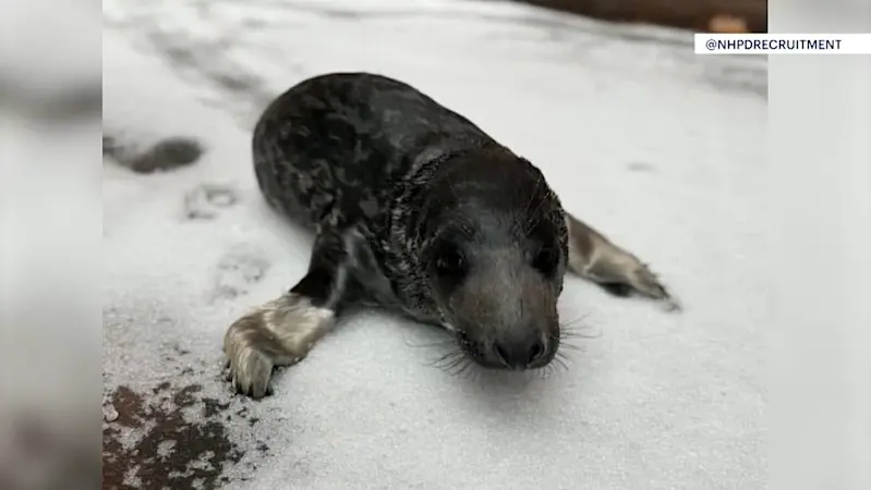 Story image: Mystic Aquarium gives update on seal pup found in New Haven