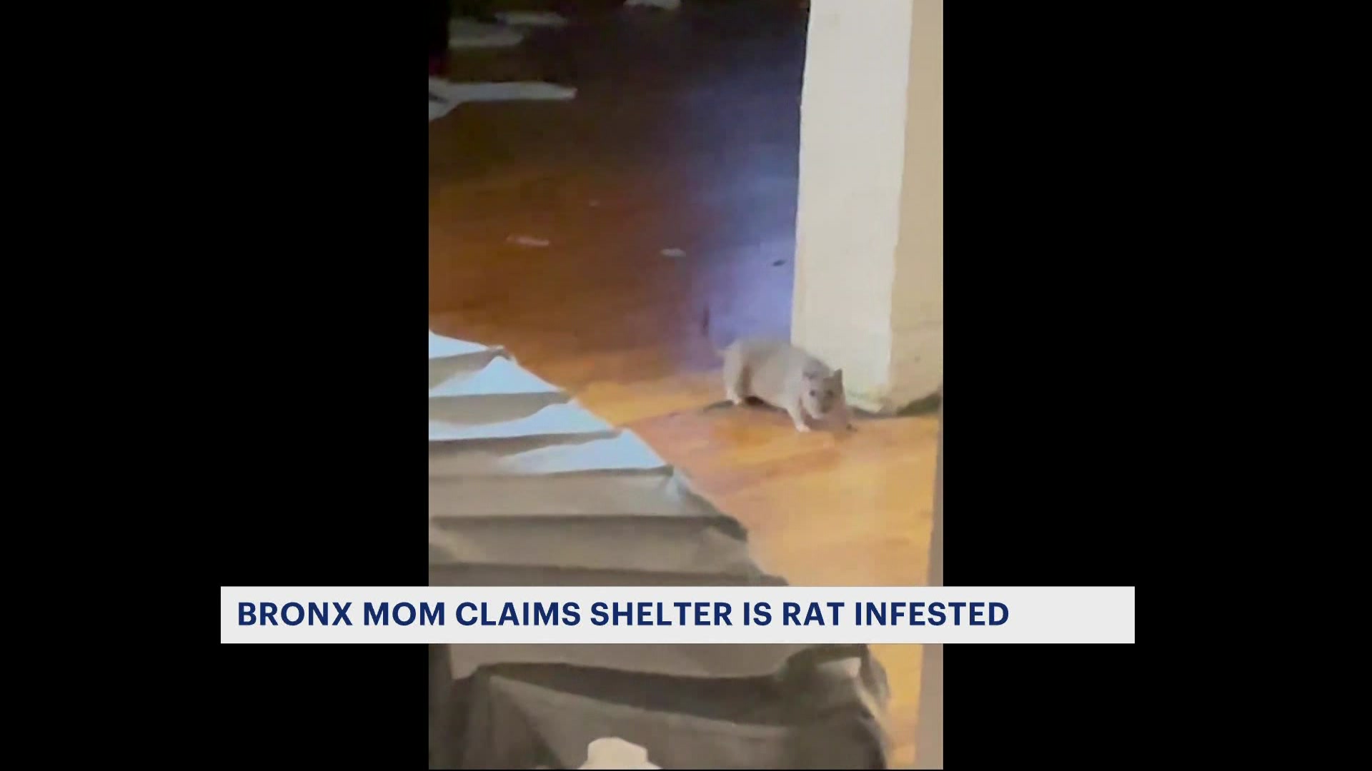 News 12 | Bronx | Mother Says Rat Infestation At Hunts Point Family ...