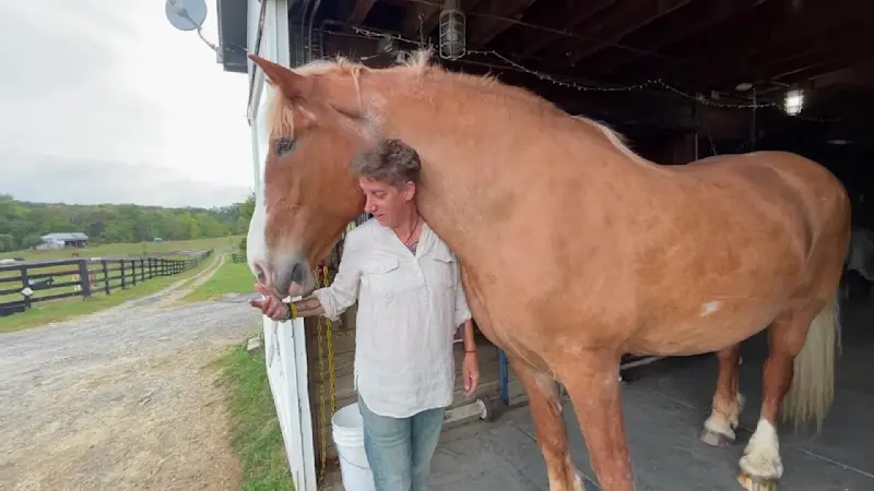 Story image: Hudson Valley SPCA expands to Squirrelwood Equine Sanctuary in Montgomery