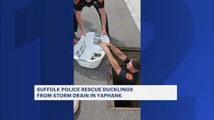 Group of lucky ducklings rescued from storm drain in Yaphank   