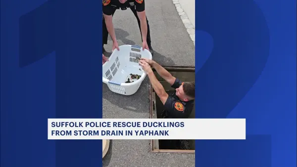 Group of lucky ducklings rescued from storm drain in Yaphank   