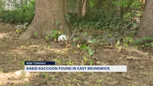 Officials: Rabid raccoon found in East Brunswick neighborhood, 2nd rabid animal this year