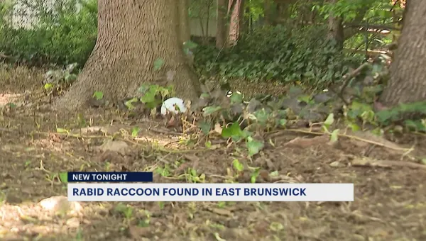 Officials: Rabid raccoon found in East Brunswick neighborhood, 2nd rabid animal this year