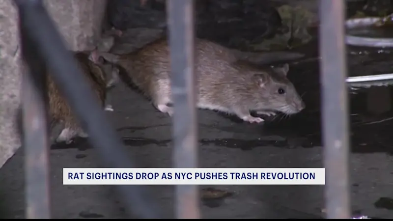 Story image: 'Trash revolution.' 311 complaints about rat sightings down citywide