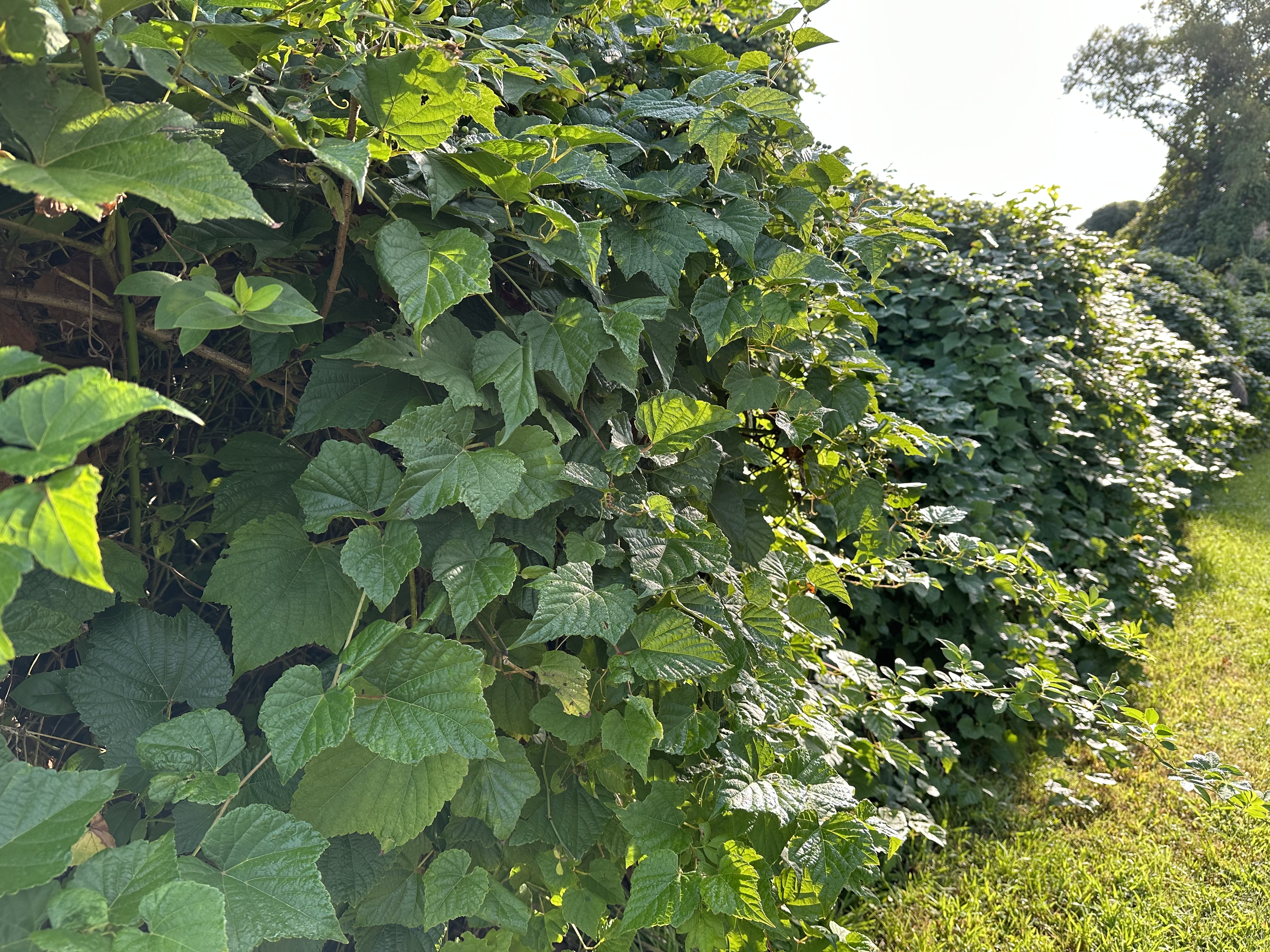 porcelain berry.jpeg