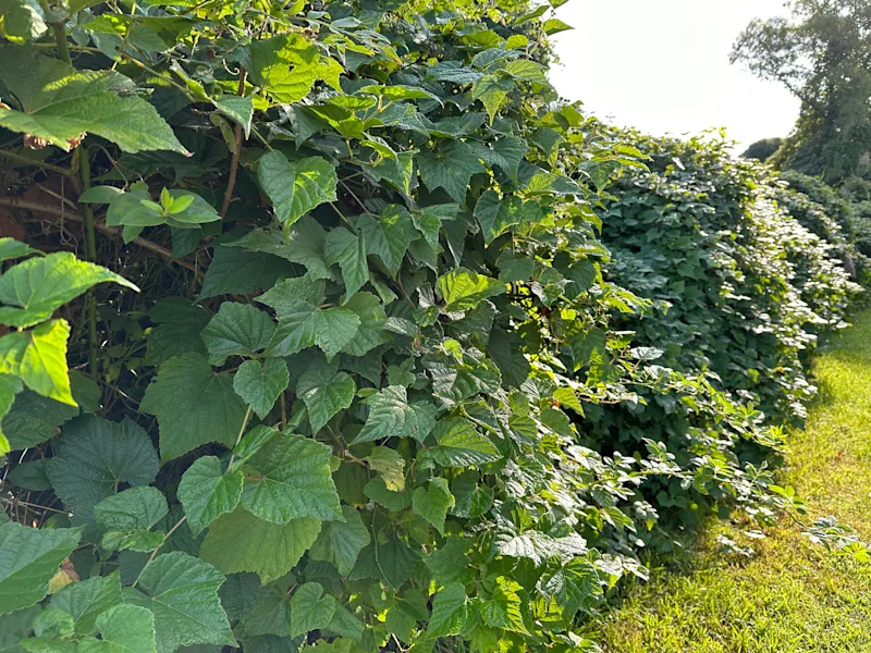 porcelain berry.jpeg