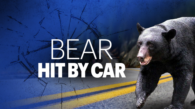 Story image: State police: Bear causes car crash on Route 8 in Torrington