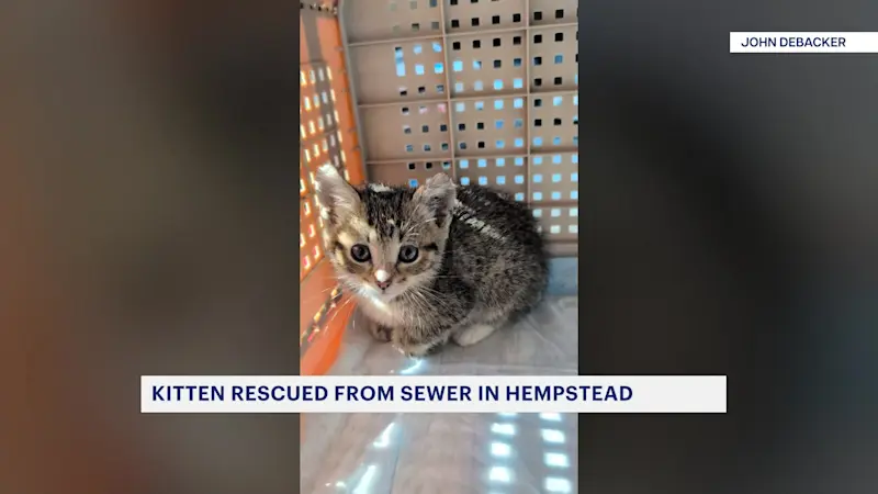 Story image: Kitten rescued from sewer in Hempstead