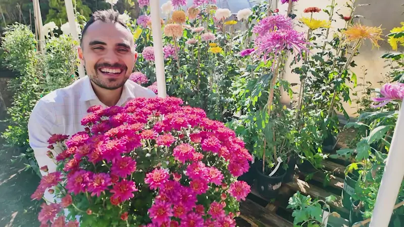 Story image: Garden Guide: Fall in love with chrysanthemums