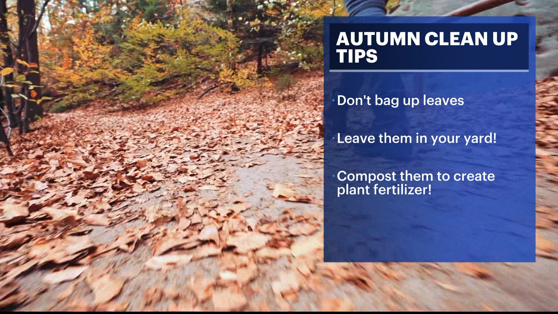 Autumn cleanup tips: Turning decaying leaves into environmentally ...