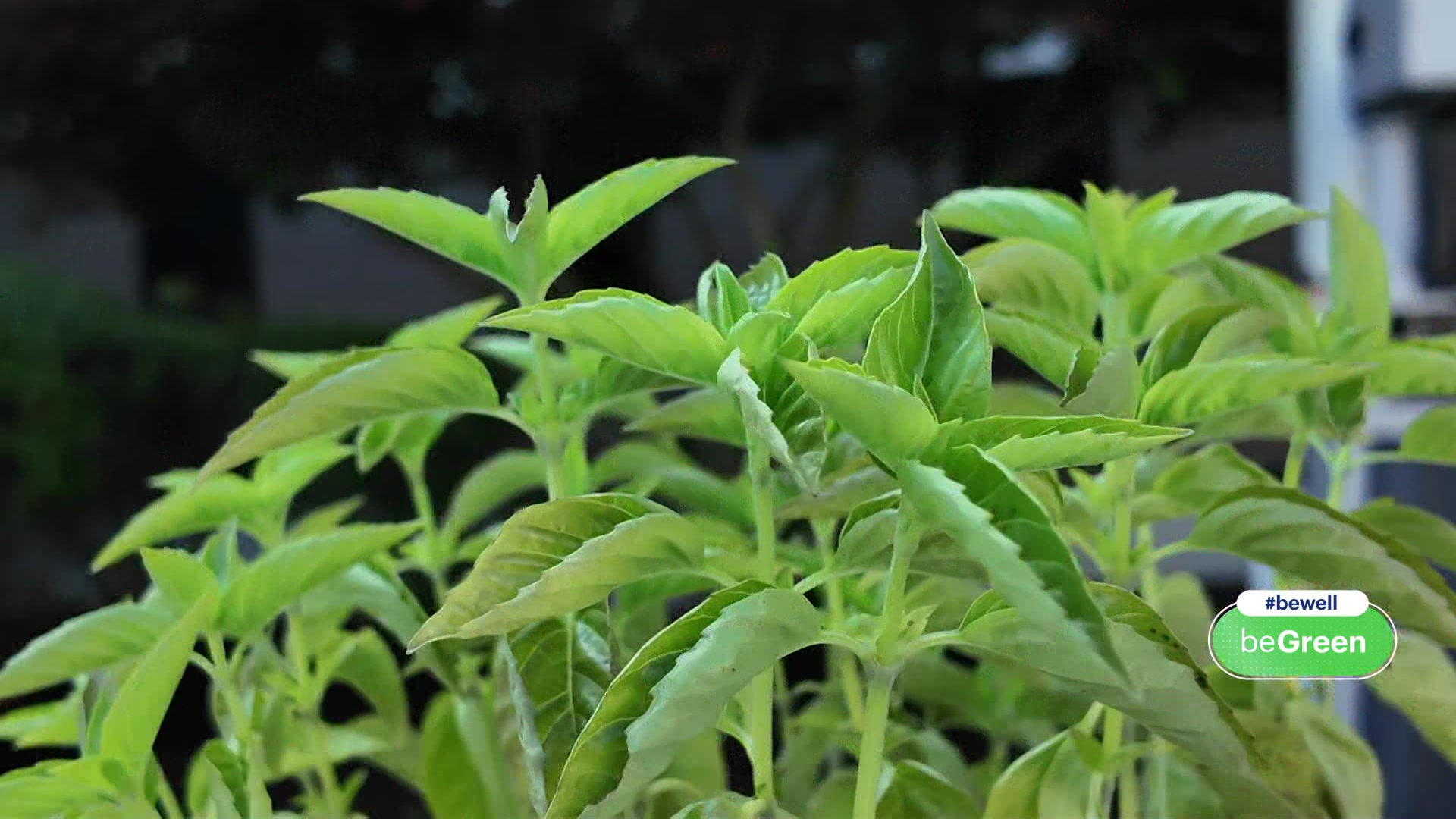 0824beWellbasil_2026-08-24-11-53-53