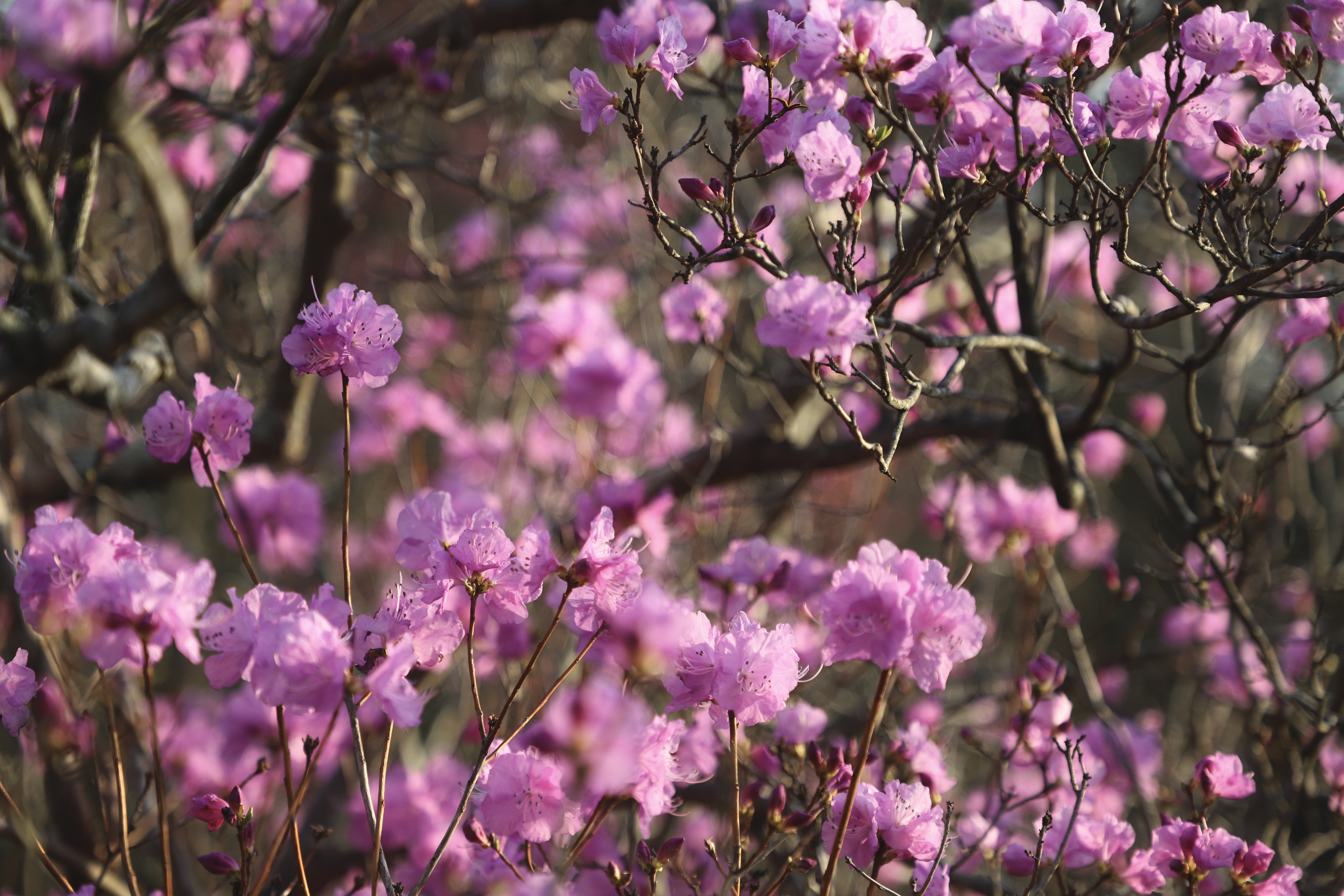 korean azalea.JPG