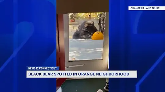 bearsightingct