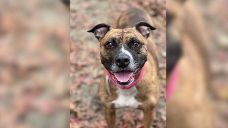 Story image: Paws & Pals: Animals up for adoption at Brookhaven Animal Shelter 