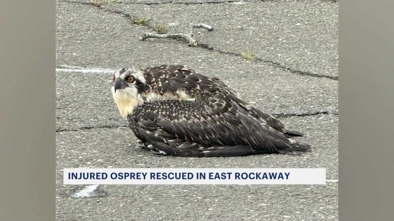 Story image: Injured osprey rescued in East Rockaway