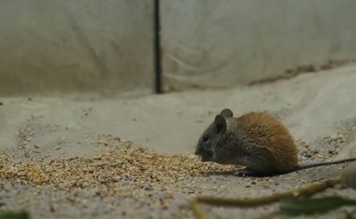 Story image: Pest control tips for the colder months