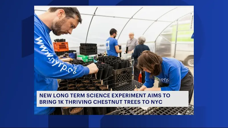 Story image: New challenge aims to bring 1,000 thriving chestnut trees to NYC