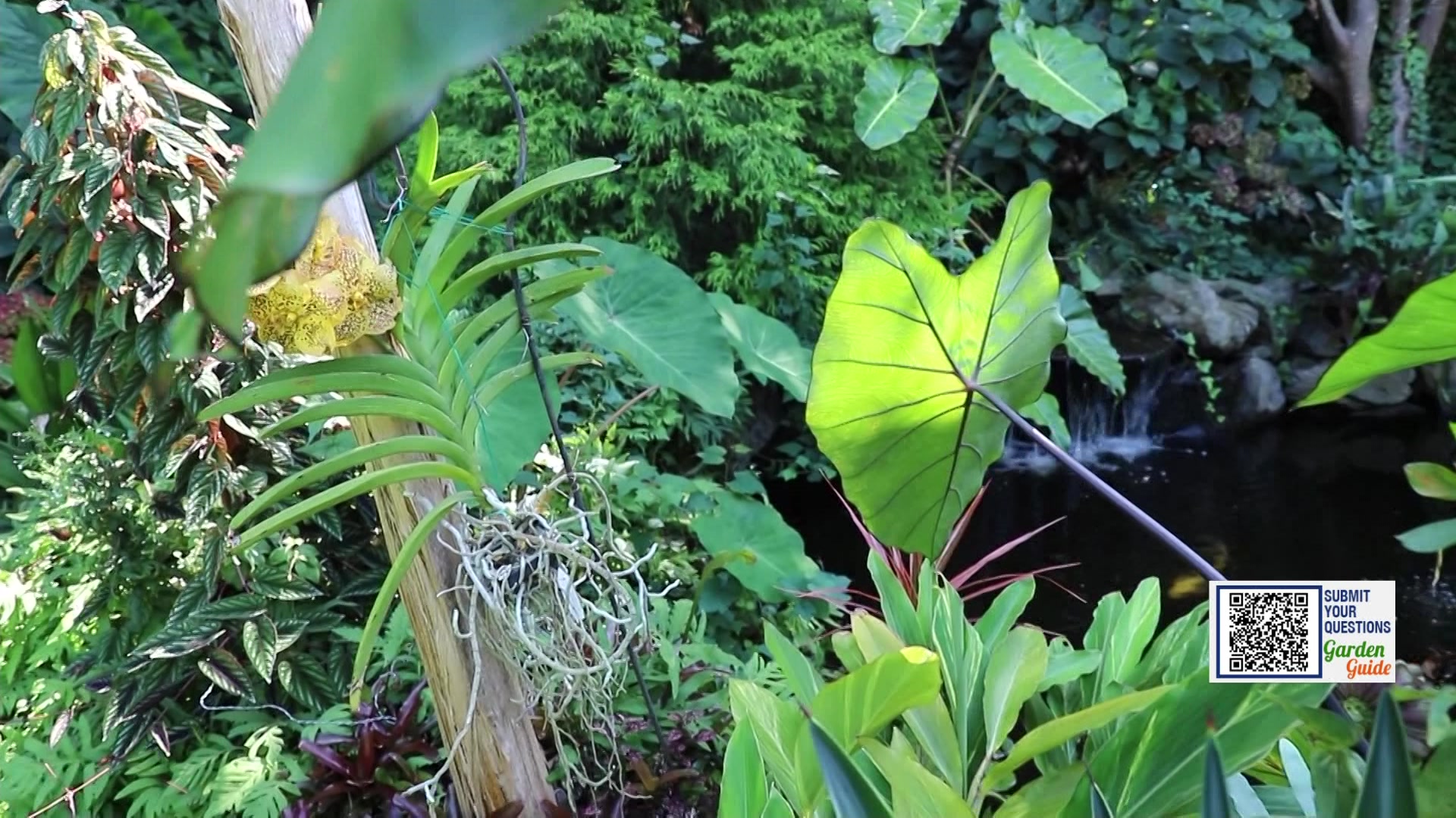 Garden Guide: How to grow Elephant Ears