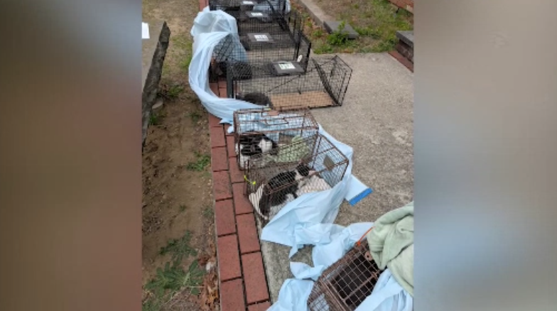 Story image: SPCA seeks assistance to help cats rescued from deplorable conditions in Bohemia