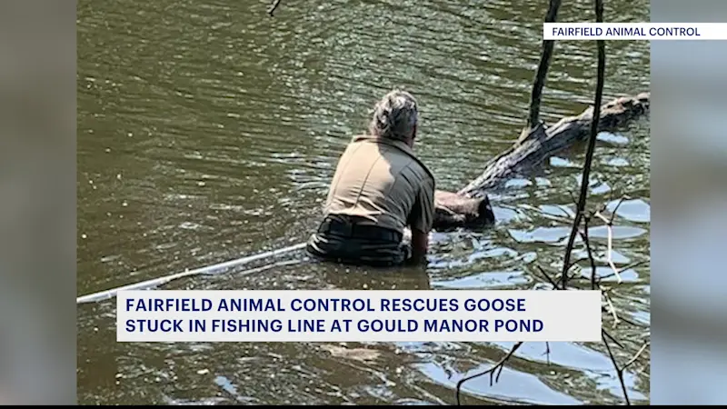 Story image: Goose stuck in fishing line rescued in Fairfield