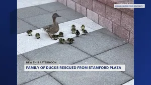 Stamford employees rescue baby ducks 