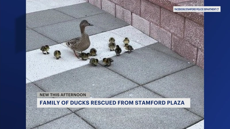 Story image: Stamford employees rescue baby ducks 