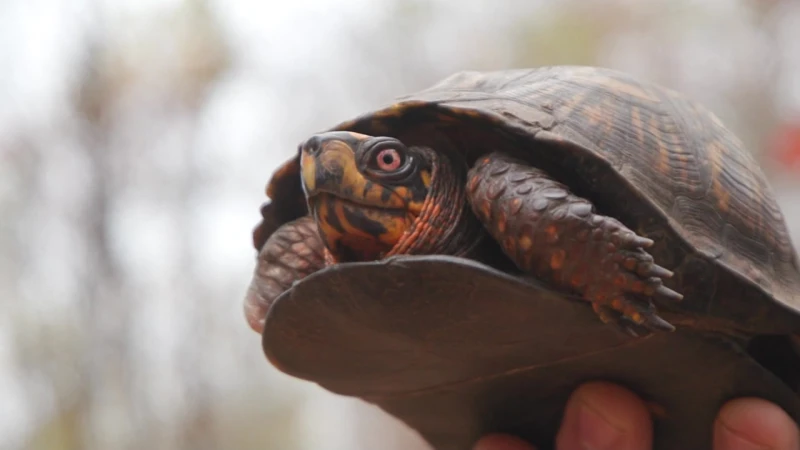 Story image: Turtle saved by trio of humans, returned to nature