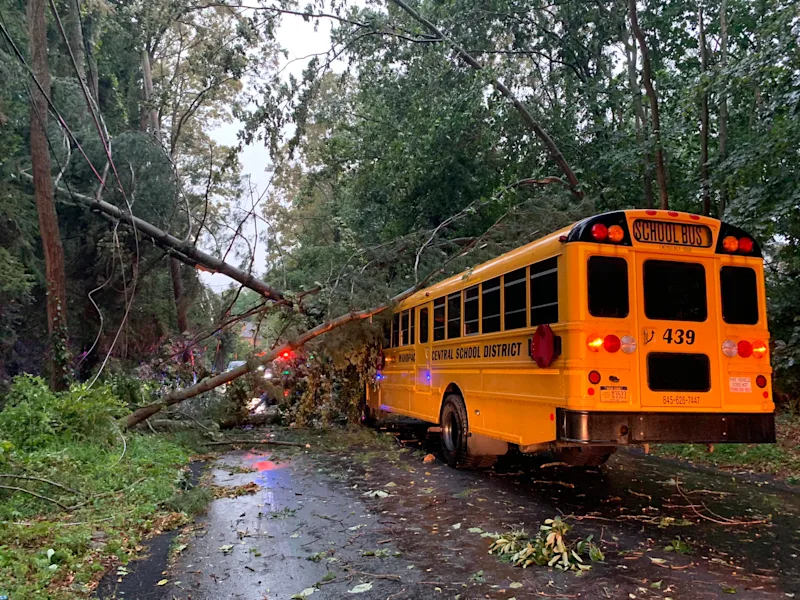 treenonbus.jpg