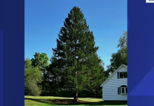 Story image: Rockefeller Center tree is Norway spruce from NY’s Capital Region 