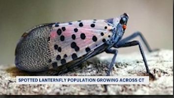 Story image: Spotted lanternfly growing in numbers across Connecticut