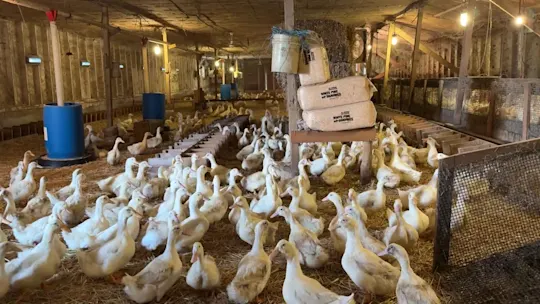 LI 10PM THUR_Duck Farm Reopens_ajc_2026-09-17-22-10-58
