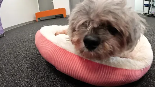 811pawsandpals_2024-08-11-09-20-18