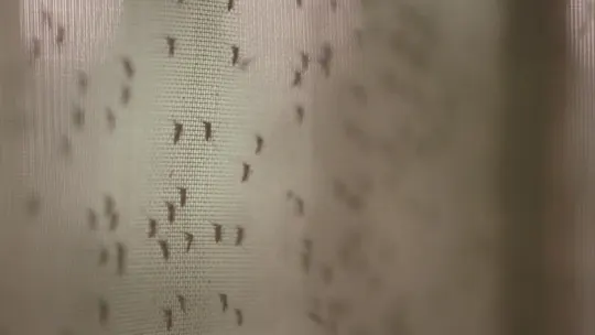 West Nile Virus MS 1110_2025-11-10-12-08-07