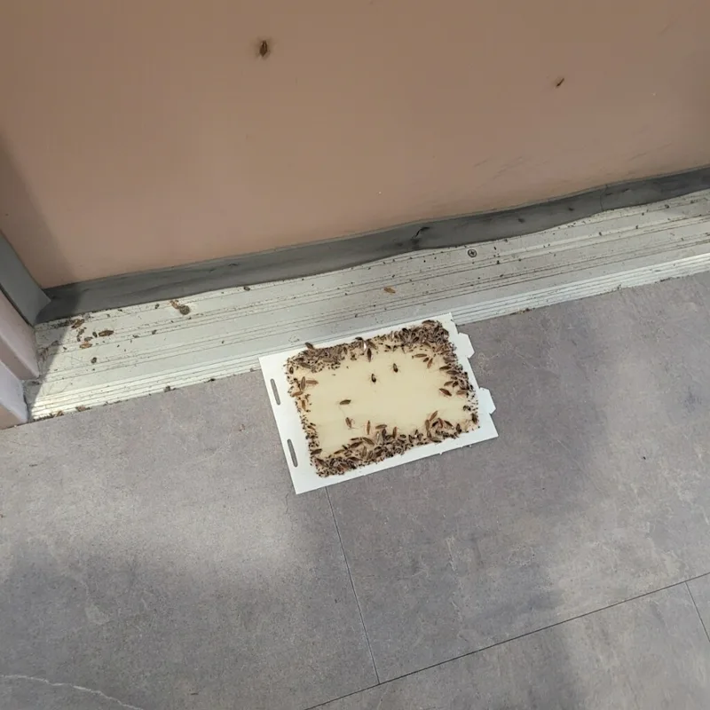 roaches.jpg