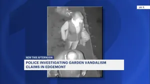 Homeowner: Video shows vandals stomping garden in Edgemont