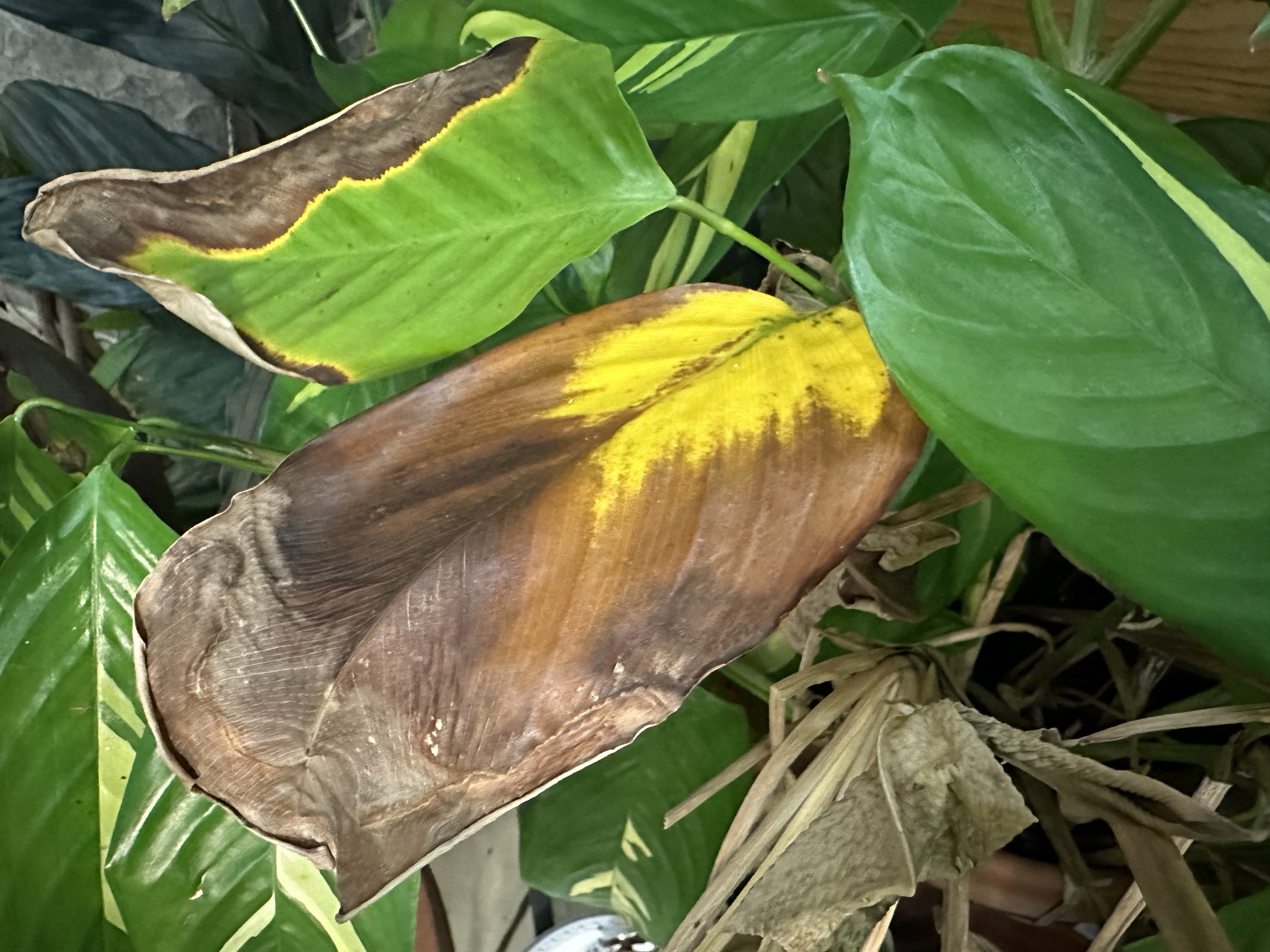 MicrosoftTeams-image (21).png