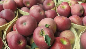 Guide: Where to go apple picking in New Jersey