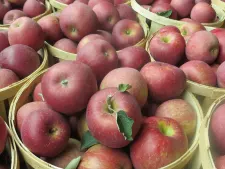 Guide: Where to go apple picking in New Jersey