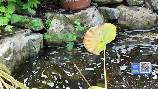 71gardenguide_2026-07-01-05-53-19